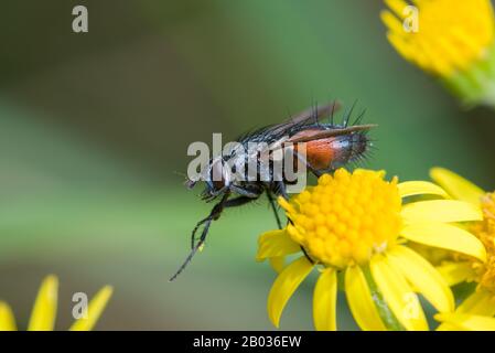 Tachnid fliegen Eriothrix rufomaculata auf Ragwort (Senecio SPEC.) Peak District National Park, England Stockfoto