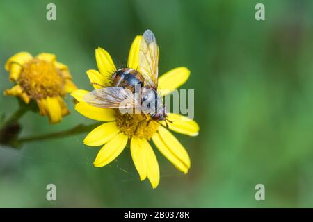 Tachnid Fly Tachina fera on Ragwort (Senecio SPEC.) Peak District National Park, England Stockfoto