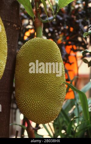 Die Jackfrucht (Artocarpus heterophyllus), auch als Jackbaum, fenne, Jakobst oder manchmal auch einfach Jack oder jak bezeichnet, ist eine in Südwestindien heimische Baumart in der Familie der Feigenblüten-, Maulbeer- und Brotfruchtverwandten (Moraceae). Der Schakrobstbaum eignet sich gut für tropische Tiefebenen, und seine Frucht ist die größte vom Baum getragene Frucht, die bis zu 35 kg Gewicht, 90 cm Länge und 50 cm Durchmesser erreicht. Ein reifer Jackfrucht-Baum kann in einem Jahr etwa 100 bis 200 Früchte produzieren. Die Schakfrucht ist eine Frucht, die aus Hunderten bis Tausenden von Einzelblüten besteht, und sie ist die Th Stockfoto