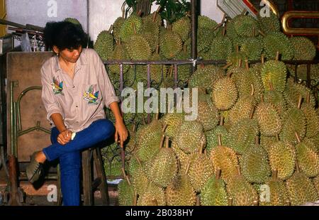 Von vielen Menschen in Südostasien als "König der Früchte" angesehen, zeichnet sich der Durian durch seine große Größe, seinen starken Geruch und seine beeindruckende, dornenbedeckte Schale aus. Die Frucht kann bis zu 30 Zentimeter lang und 15 Zentimeter im Durchmesser groß werden und wiegt normalerweise ein bis drei Kilogramm (2 bis 7 lb). Seine Form reicht von länglich bis rund, die Farbe seiner Schale grün bis braun und sein Fleisch blassgelb bis rot, je nach Art. Stockfoto