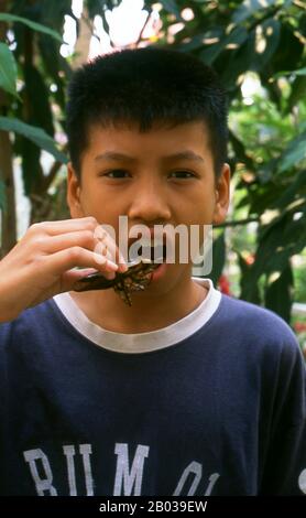 Riesige Wasserwanzen werden sowohl frittiert als auch leicht gekocht gegessen. Die Essenz des Bugs kann auch in einer Vielzahl von auf Chili basierenden Pasten verwendet und als condiment verwendet werden. Außer Thailand wird der Wanze in Vietnam und Auf den Philippinen gefressen. Stockfoto