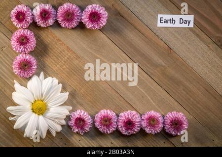 Earth Day Flowers Komposition aus Pink Chrysanthemums Frühlingskonzept auf Holzhintergrund flach lag mit Kopierraum Stockfoto