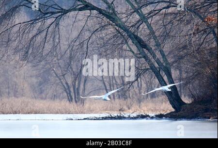 Ein Paar stumm schwänzende Cygnus olor fliegen über einen Wintersee Stockfoto