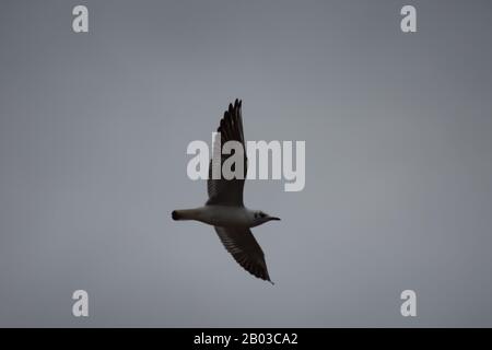 Sea gull Stockfoto