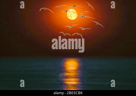 Eine Menge Möwen am Himmel vor dem Hintergrund eines hellen Mondes über dem Meer. Romantische Phantasie, Collage. Stockfoto