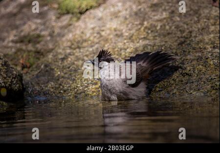 Rußköpfiger Bulbuul (Pycnonotus aurigaster), Der In einem Waldteich baden kann. Stockfoto