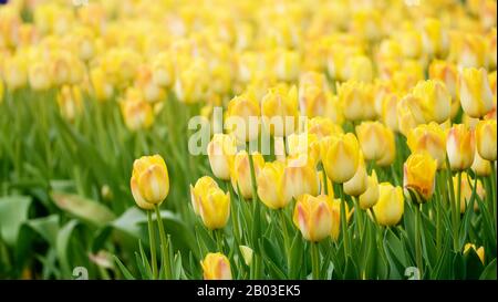 Die Schönen Tulpen blühen im Tulpenfeld am Winter- oder Frühlingstag Stockfoto