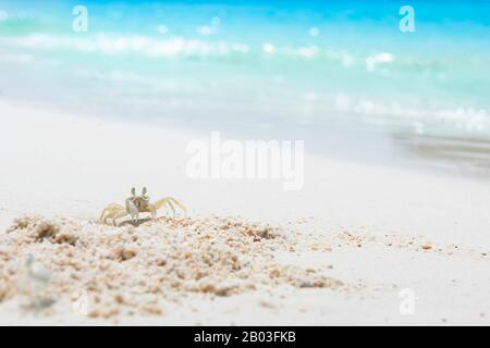 Krabben am Strand, Sommerkonzept. Stockfoto