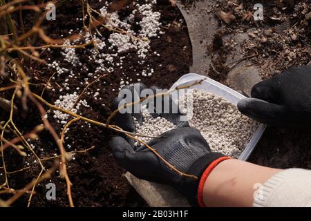 Behälter mit Dünger, frühes Frühlings-Angebot von Blaubeeren vor Vegetationsbeginn. Angenehmes und nützliches Hobby: Arbeiten im Garten. Stockfoto