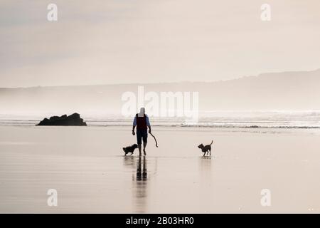 Mann, der seine Hunde (einer von ihnen dreibeinige) in der Brandung am Strand von Gwithian, Cornwall, spazieren ließ. Stockfoto