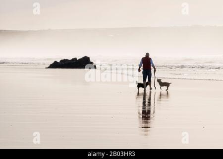 Mann, der seine Hunde (einer von ihnen dreibeinige) in der Brandung am Strand von Gwithian, Cornwall, spazieren ließ. Stockfoto