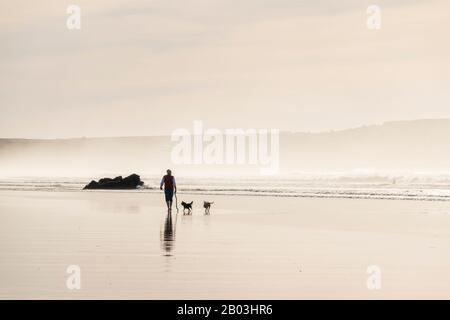 Mann, der seine Hunde (einer von ihnen dreibeinige) in der Brandung am Strand von Gwithian, Cornwall, spazieren ließ. Stockfoto