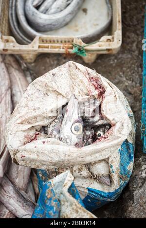 Aale auf dem Fischmarkt, Essaouira, Marokko Stockfoto