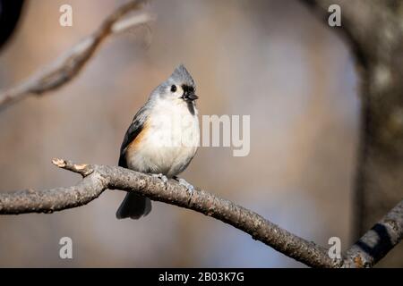 Getuftete Titmouse thront im Winter in einem Baum in der Nähe eines Vogelzubringers. Stockfoto
