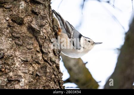 Weißreihige Nuthatch thront im Winter in einem Baum in der Nähe eines Vogelzubringers. Stockfoto