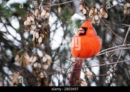 Der nördliche Kardinal thront im Winter in der Nähe eines Vogelzubringers. Stockfoto