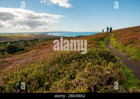 Drei Spaziergänger, die auf Wanderwegen in Richtung Meer in der Nähe von St Agnes Head an der Heritage Coast in Cornwall, England, spazieren. Stockfoto