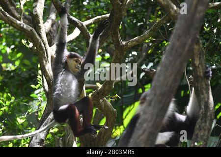 (200218) -- SINGAPUR, 18. Februar 2020 (Xinhua) -- AM 18. Februar 2020 WIRD IM Zoo von Singapur ein rot-schranks douc langur Baby gesehen. Die Tiere, die unter der Obhut der Wildlife Reserves Singapore (WRS) standen, gebären 2019 über 660 Babys und Brutlinge, die 121 Arten darstellen. (Foto bis Dahin Chih Wey/Xinhua) Stockfoto