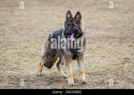 Langhaariger Schäferhund (Elsässischer Hund) auf der Wiese stehend, keuchend Stockfoto