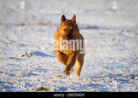 Westerwälder Kuhhund (Altdeutscher Hütehund, Altdeutscher Sheepdog) läuft im Schnee Stockfoto