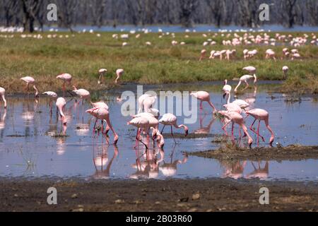 Flamingos am Lake Nakuru, Kenia Stockfoto