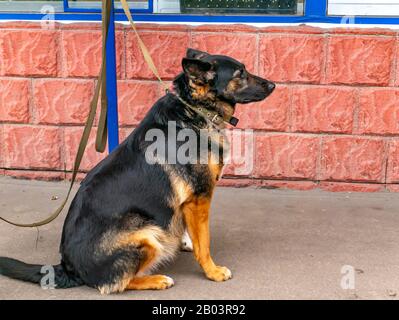 Hund wartet auf den Besitzer an der Leine in der Nähe des Ladens. Haustiere. Hintergrundbild. Schulung Stockfoto