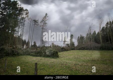 Ein Sturm wütet über einem Tannenwald. Es regnet. Bäume biegen und fallen. Umgestürzte Bäume liegen auf einer Wiese. Wolken bewegen sich schnell. Stockfoto