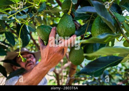 Ein kolumbianischer Landarbeiter holt Avocado-Früchte während einer Ernte auf einer Plantage in der Nähe von Sonsón, Abteilung Antioquia, Kolumbien von einem Baum. Stockfoto