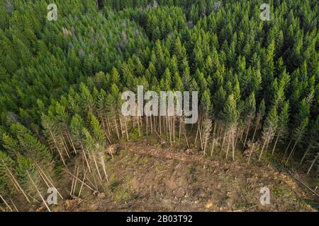 Nadelwald mit Sturmschäden von oben Stockfoto