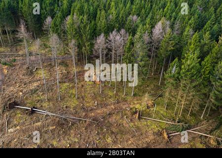 Nadelwald mit Sturmschäden von oben Stockfoto