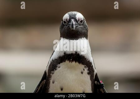 Afrikanischer Penguin (Spheniscus demersus) mit Flügelband Stockfoto