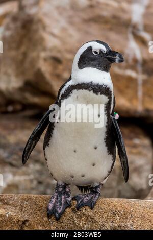 Afrikanischer Penguin (Spheniscus demersus) in der Nähe mit Flügelband voller Körper vertikal Stockfoto