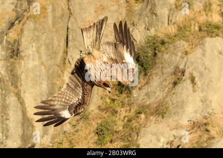 Schwarzer Kite, Milvus migrans Stockfoto