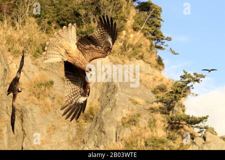 Schwarzer Kite, Milvus migrans Stockfoto