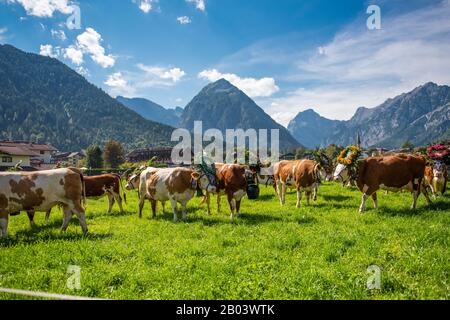 Alpine Cattle Drive in Pertisau am Achensee in Tyrol/Österreich Stockfoto