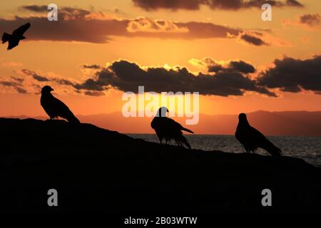 Schwarzer Kite, Milvus migrans Stockfoto