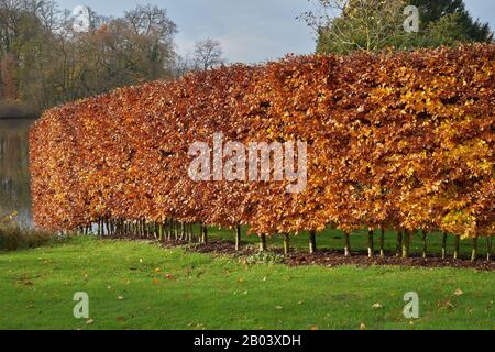 Hormbeam Hecke im Herbst. Carpinus betulus Stockfoto