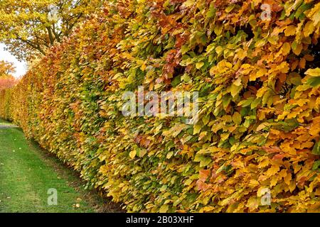 Hormbeam Hecke im Herbst. Carpinus betulus Stockfoto