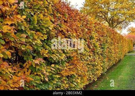 Hormbeam Hecke im Herbst. Carpinus betulus Stockfoto