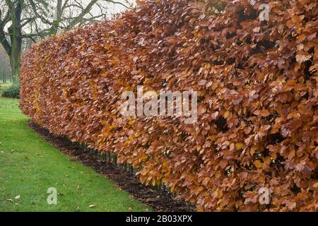 Hormbeam Hecke im Herbst. Carpinus betulus Stockfoto