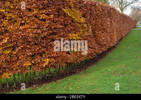 Hormbeam Hecke im Herbst. Carpinus betulus Stockfoto