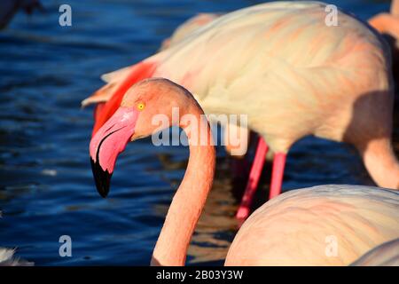 Ein Flamingo mit seinem brillanten, bedy gelben Auge Stockfoto