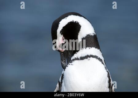 Magellanic Penguin (Spheniscus magellanicus) preening Feathers at the Pinguin Sanctuary on Magdalena Island in the Strait of Magellan near Punta Arena Stockfoto