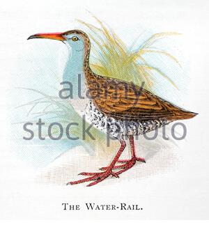 Water Rail (Rallus aquaticus), klassische Illustration, die im Jahr 1898 veröffentlicht wurde Stockfoto