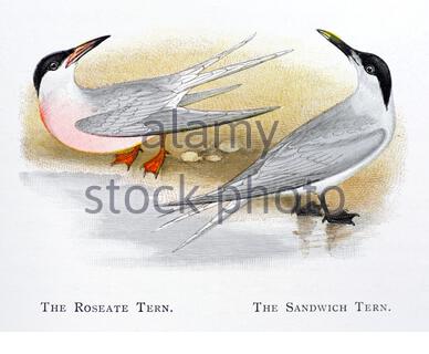 Roseat Tern (Sterna dougallii), Sandwich Tern (Thalasseus sandvicensis), klassische Illustration, die 1898 veröffentlicht wurde Stockfoto