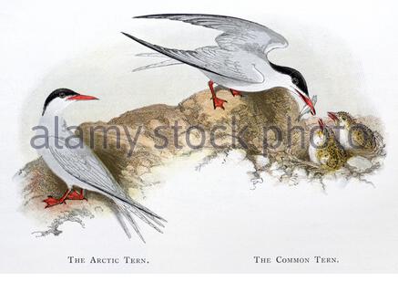 Arctic Tern (Sterna paradisaea), Common Tern (Sterna hirundo), klassische Illustration, die 1898 veröffentlicht wurde Stockfoto