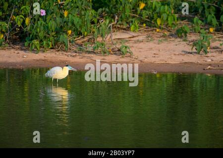 Ein mit einer Kappe bedeckter Reiher (Pilhelodius pileatus) fischt in einem Teich in der Nähe der Pouso-Alegre-Loge im nördlichen Pantanal, der Provinz Mato Grosso in Brasilien. Stockfoto