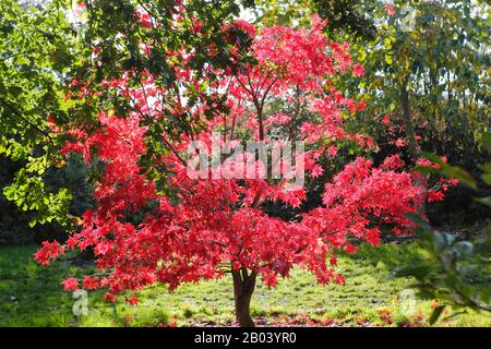 Acer Palmatum 'Osakazuki' Baum im Herbst zeigt lebendiges Laub. Stockfoto