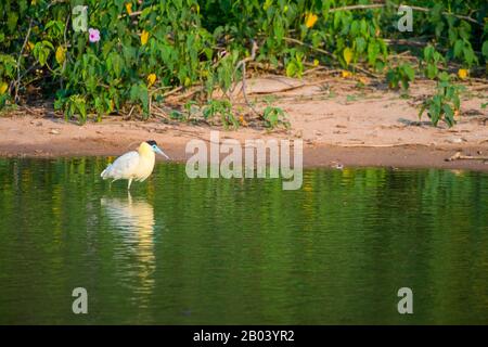 Ein mit einer Kappe bedeckter Reiher (Pilhelodius pileatus) fischt in einem Teich in der Nähe der Pouso-Alegre-Loge im nördlichen Pantanal, der Provinz Mato Grosso in Brasilien. Stockfoto