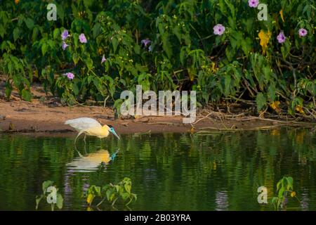 Ein mit einer Kappe bedeckter Reiher (Pilhelodius pileatus) fischt in einem Teich in der Nähe der Pouso-Alegre-Loge im nördlichen Pantanal, der Provinz Mato Grosso in Brasilien. Stockfoto